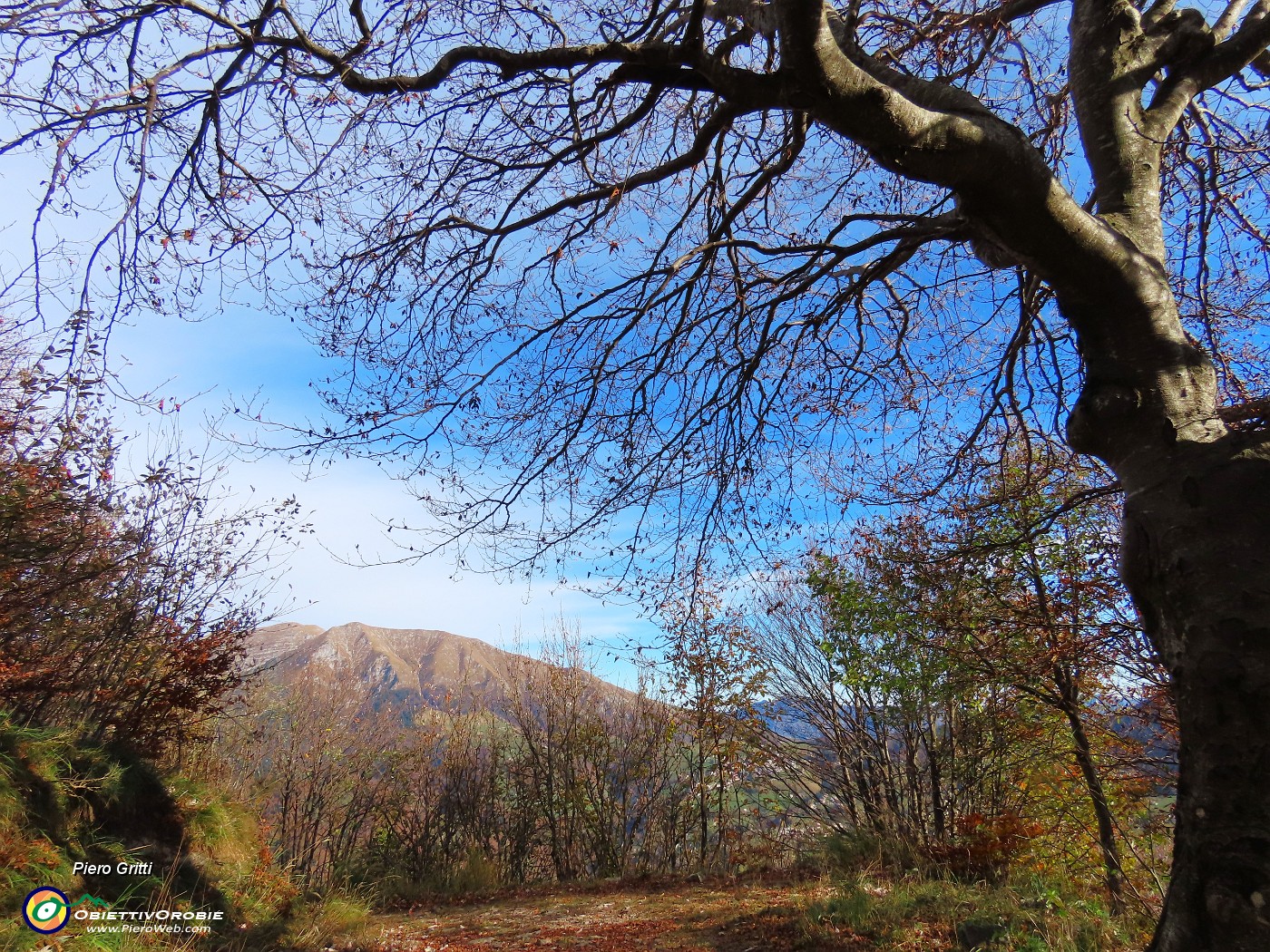 56 Faggio secolare con vista in Menna.JPG